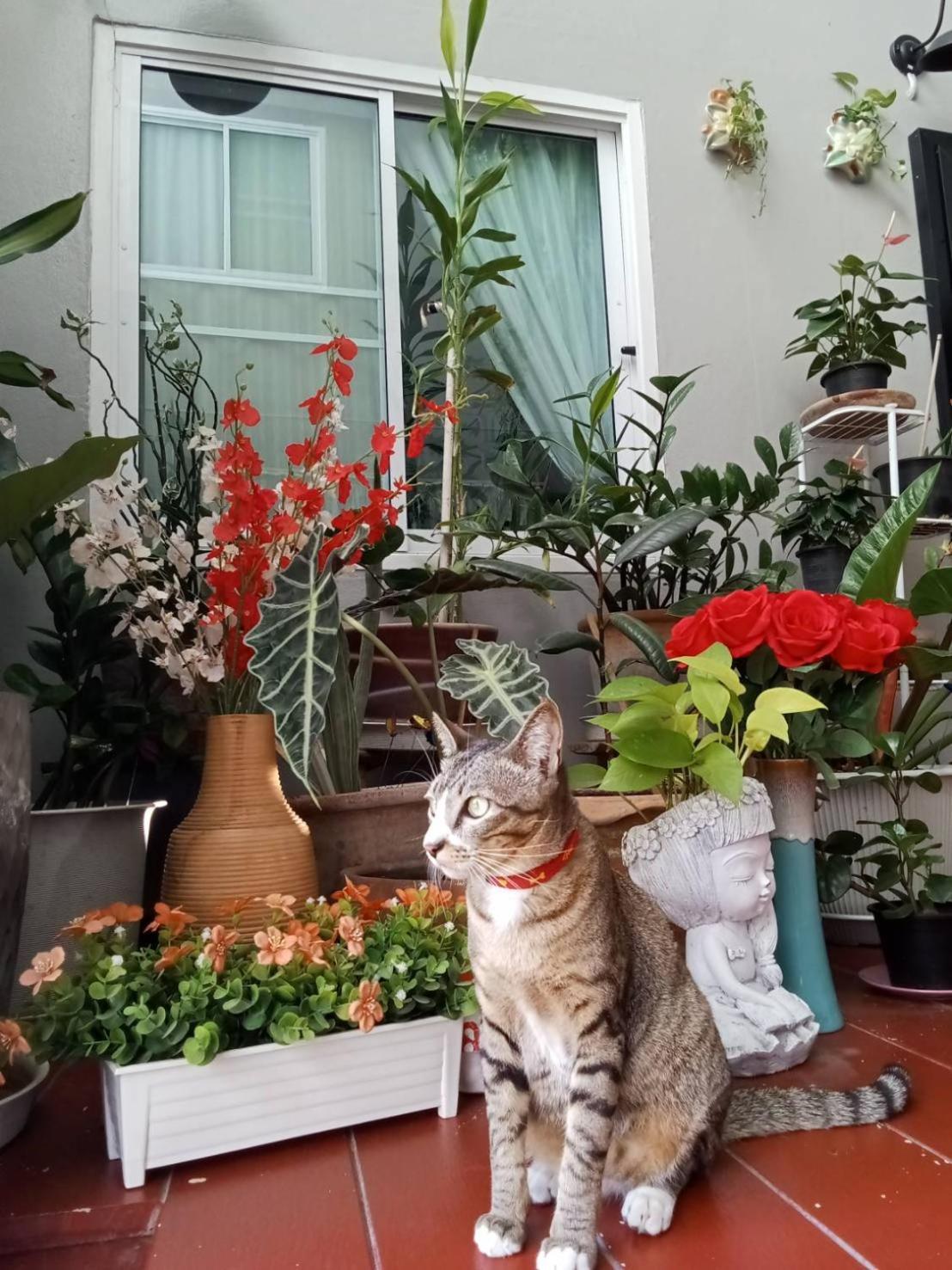 Vlodge House شيانغ ماي المظهر الخارجي الصورة